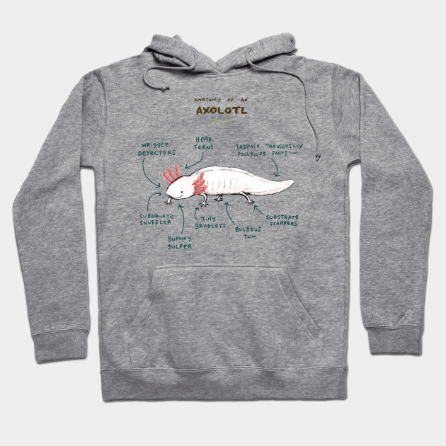 Anatomy of an Axolotl